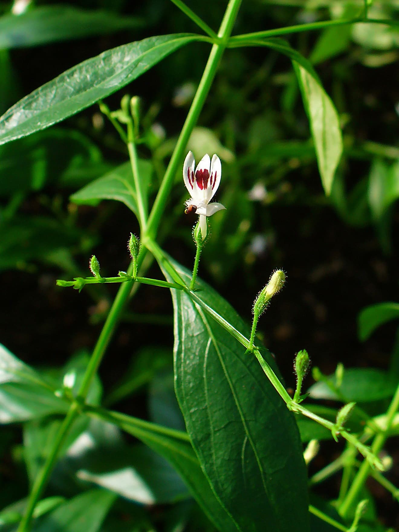 andrographis boosts your immune system