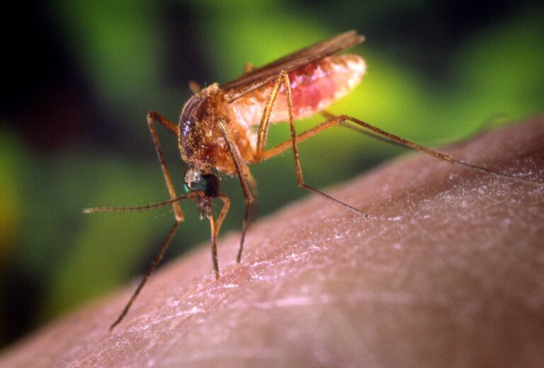 Artemisia annua treats malaria better than ACT drug therapy