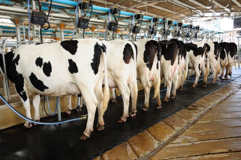 California makes mandatory space for factory farm animals
