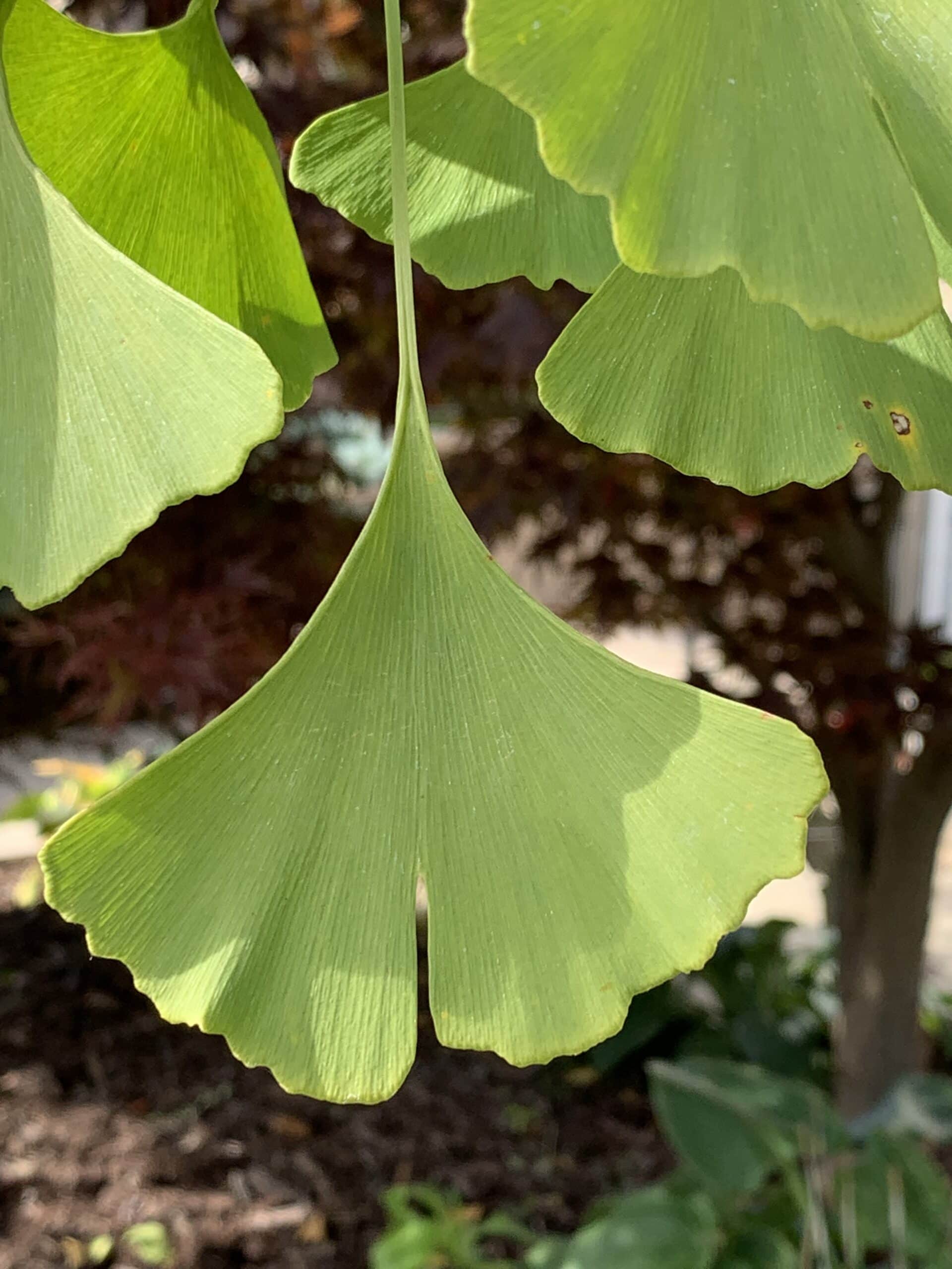 image 123RF.com Ginkgo biloba alone or with cholinesterase inhibitors reduces cognitive impairment in people with vascular dementia