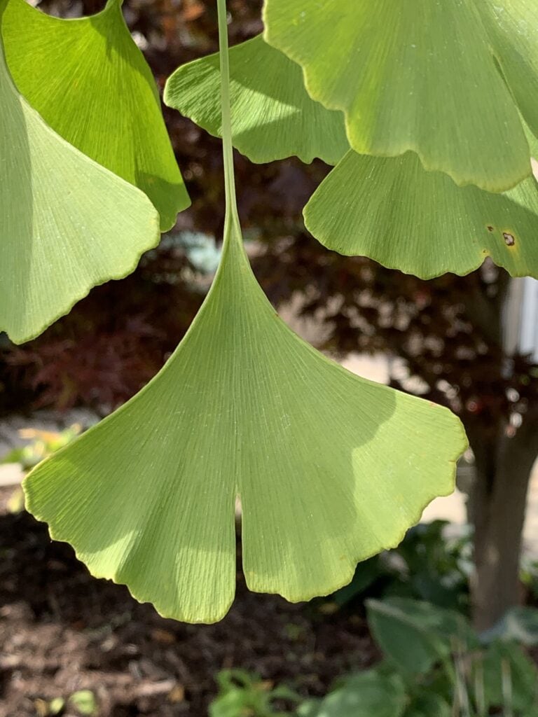 Ginkgo biloba improves memory and cognition in amnestic mild cognitive impairment
