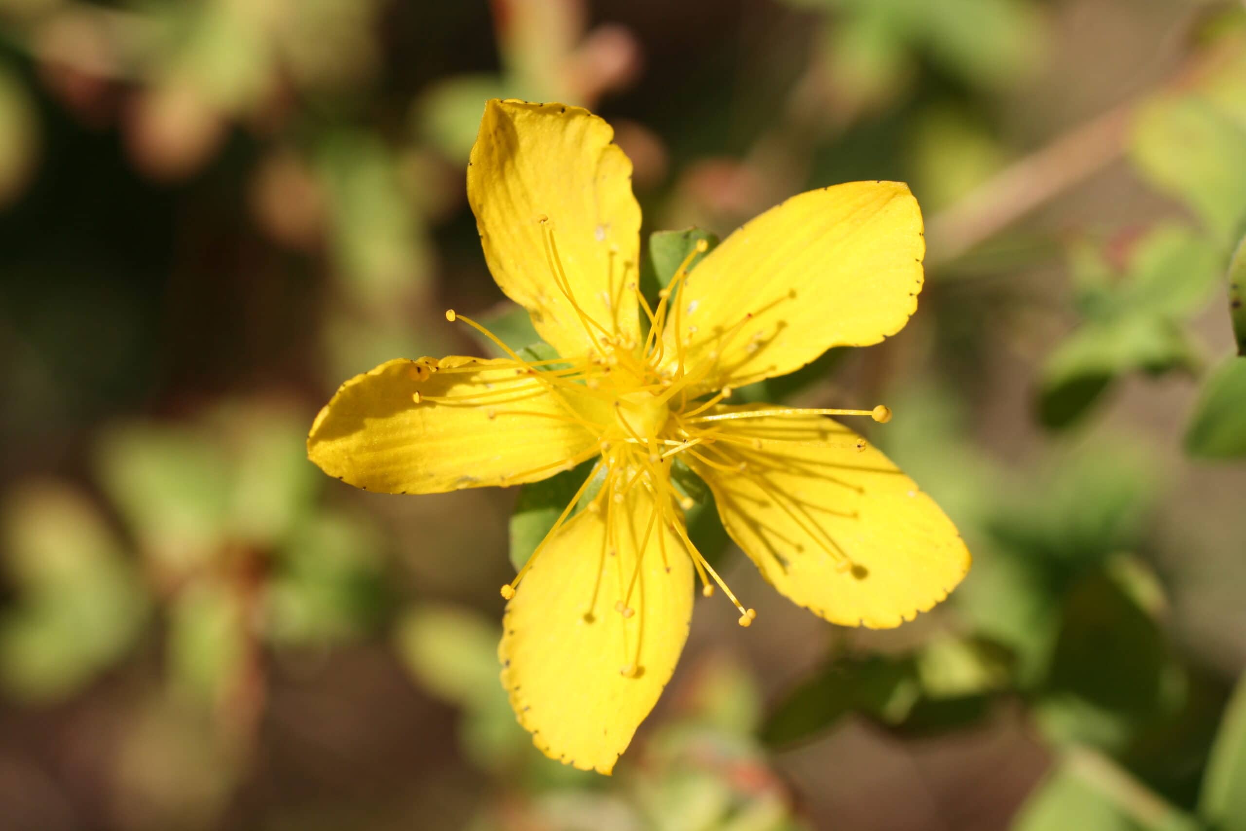 St. John's wort helps hot flashes and depression of menopause
