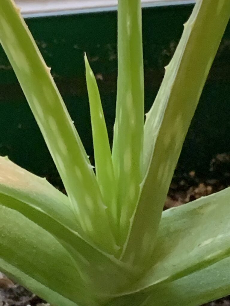 aloe vera helps irritable bowel syndrome