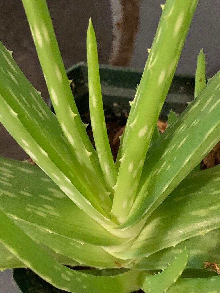 aloe vera prevents oral mucositis, or mouth sores, in kids on chemotherapy