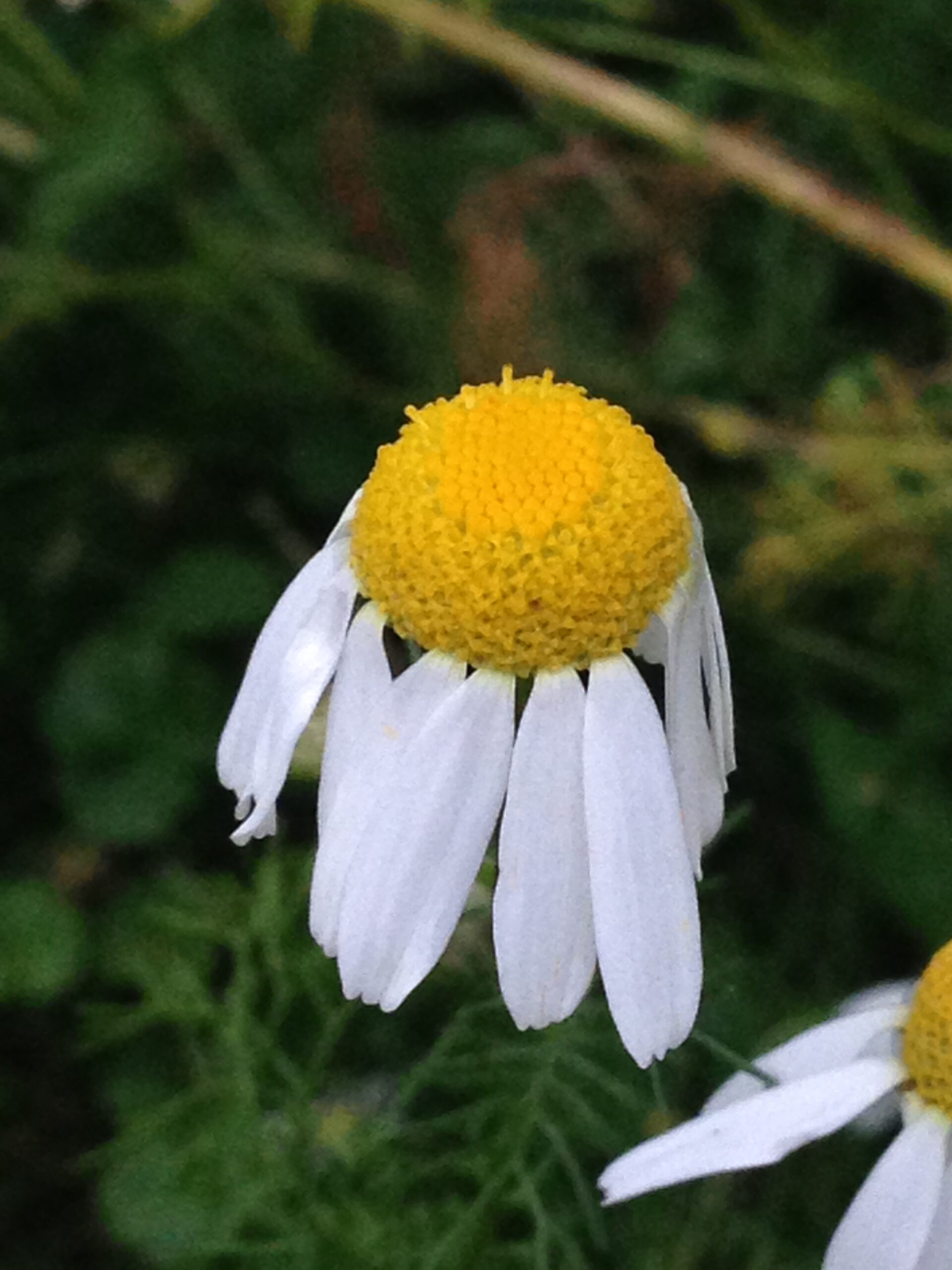 Chamomile is a Traditional Herb for Sleep. Now the Science Proves it.