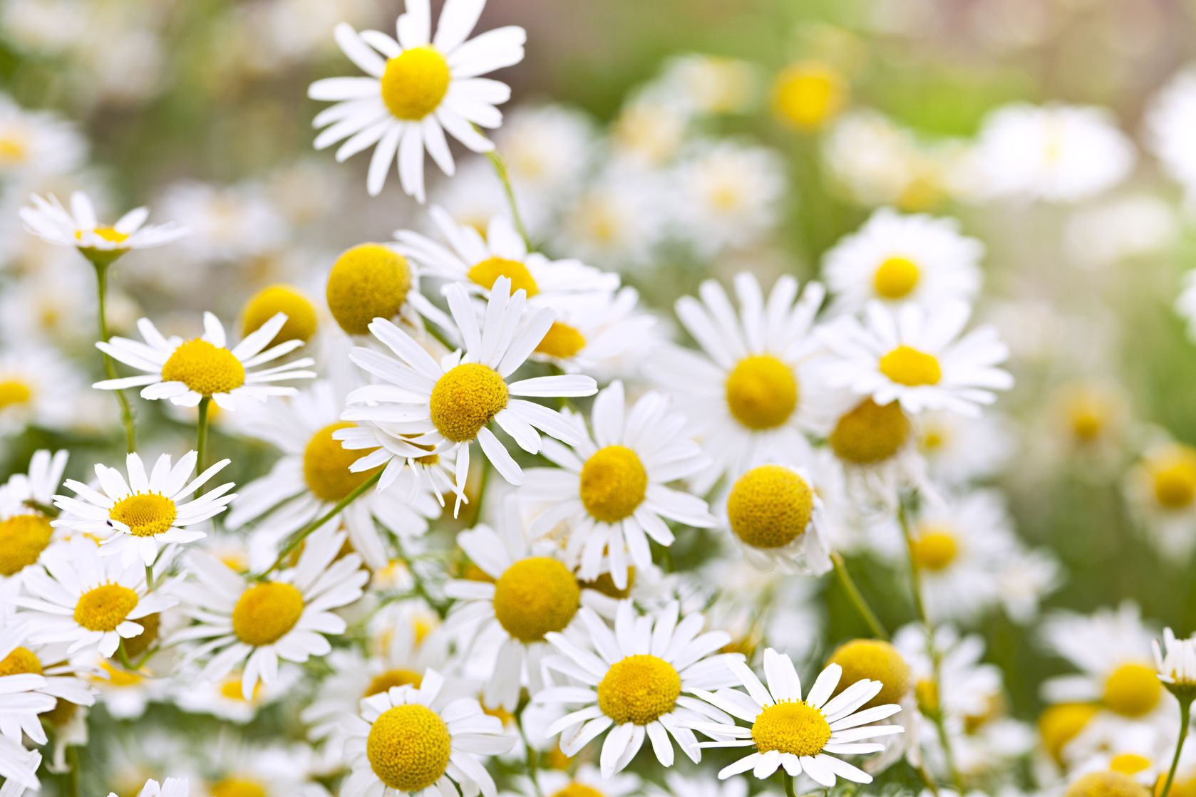 Helping Hot Flashes with Chamomile