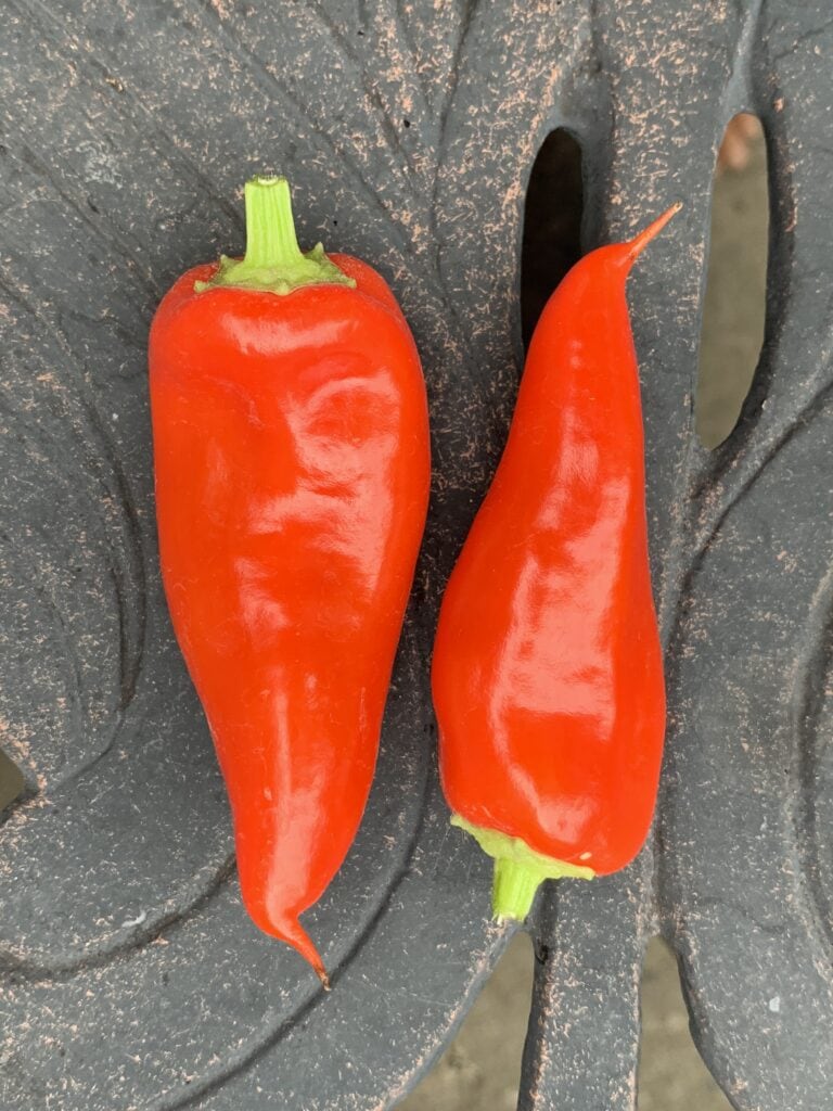 chili peppers reduce your risk of death from cardiovascular disease and cancer and help you live longer