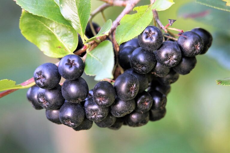 chokeberry improves blood pressure, blood sugar, cholesterol and metabolic syndrome