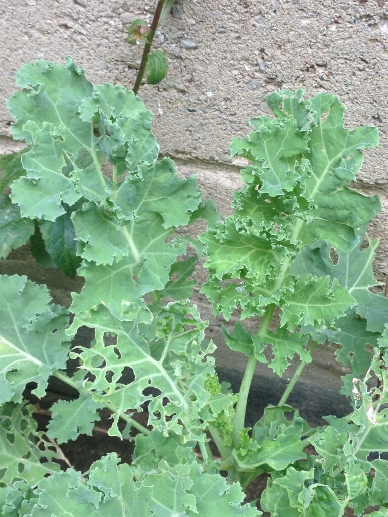 cruciferous vegetables improve survival in women with ovarian cancer