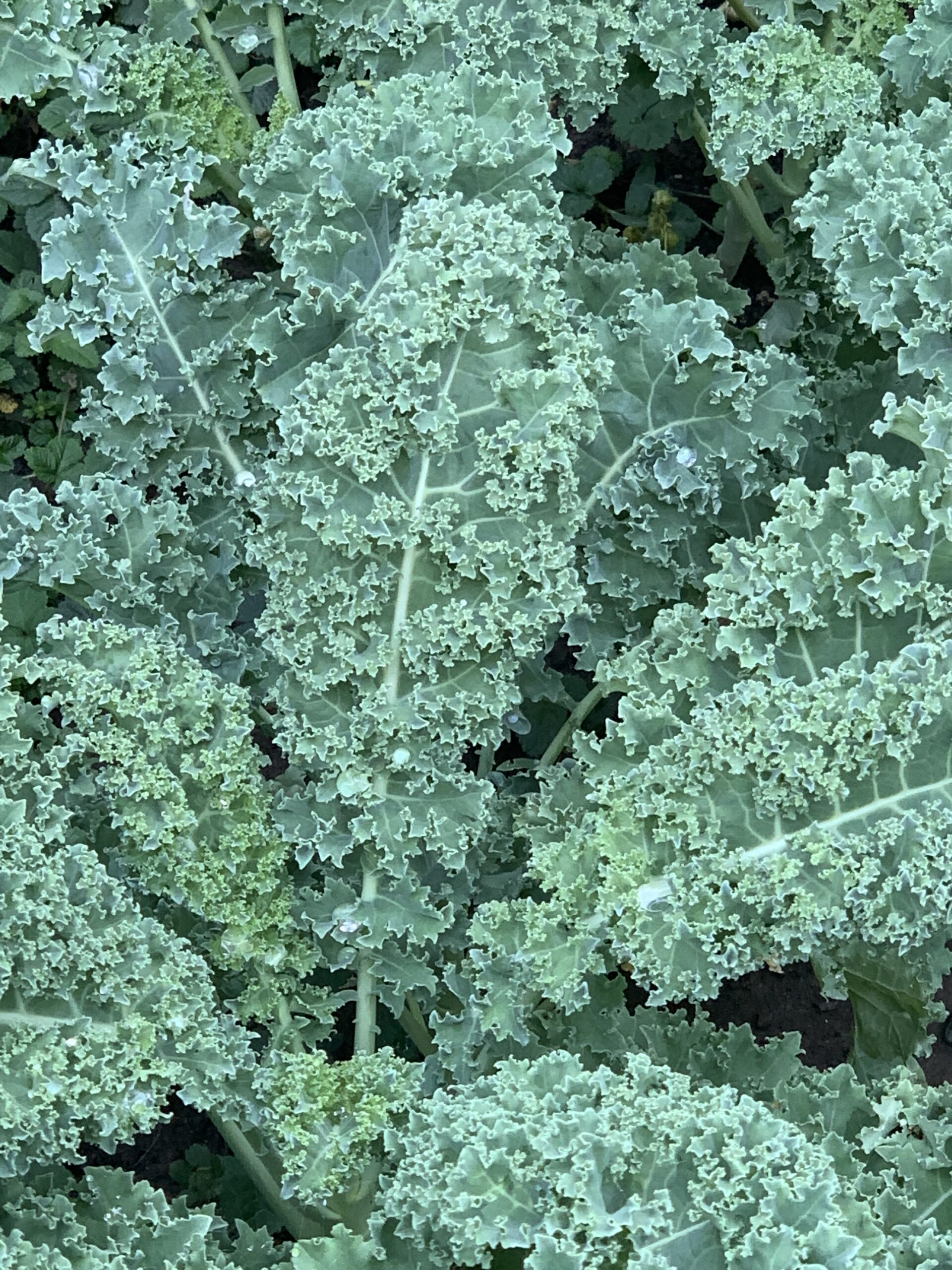 Cruciferous Vegetables are Especially Effective at Lowering Blood Pressure