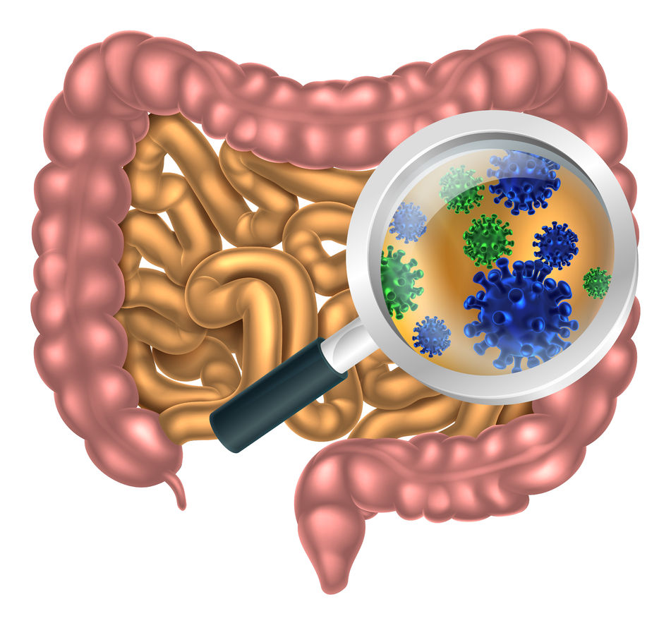 image 123RF.com diet affects balance of intestinal bacteria