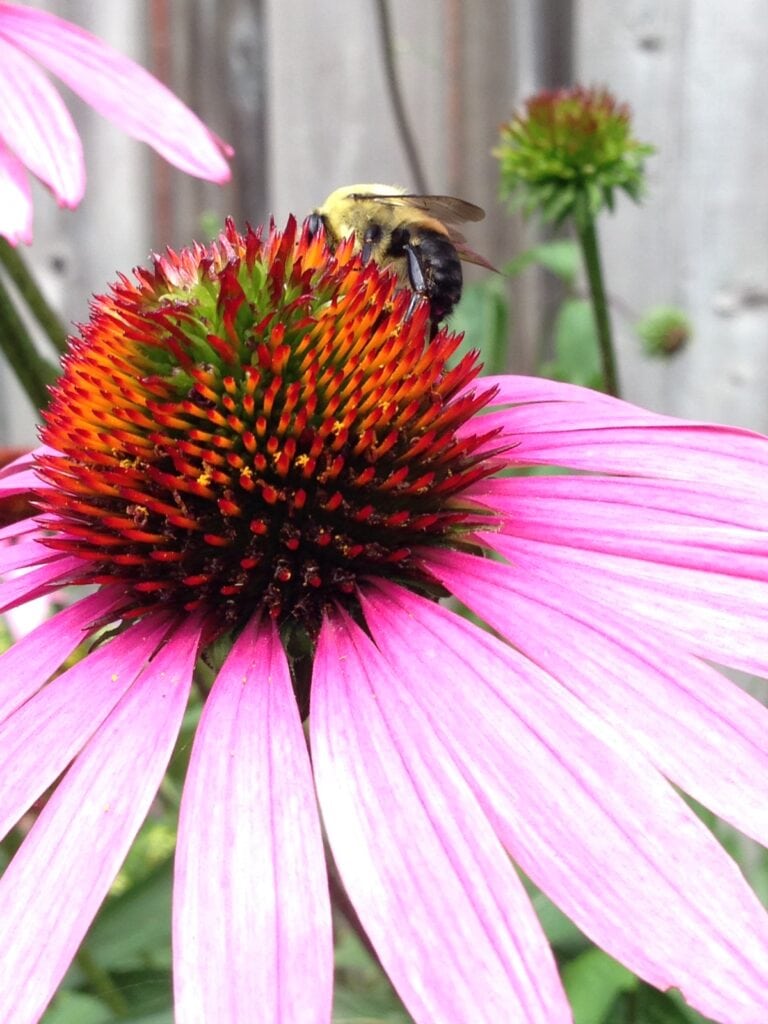 echinacea and ginger improve symptoms in people with suspected COVID-19