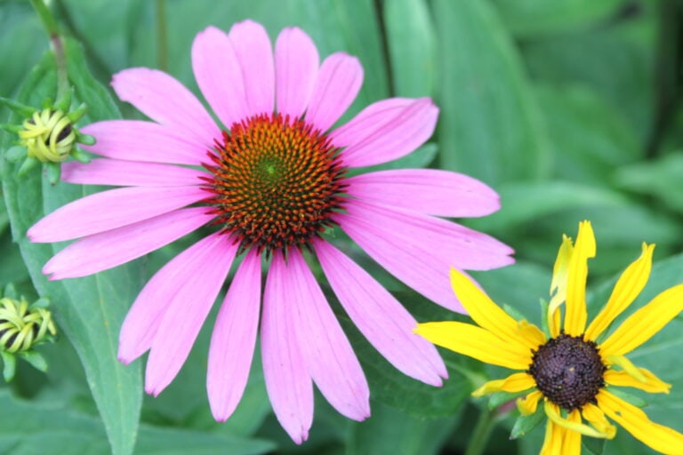 echinacea helps anxiety
