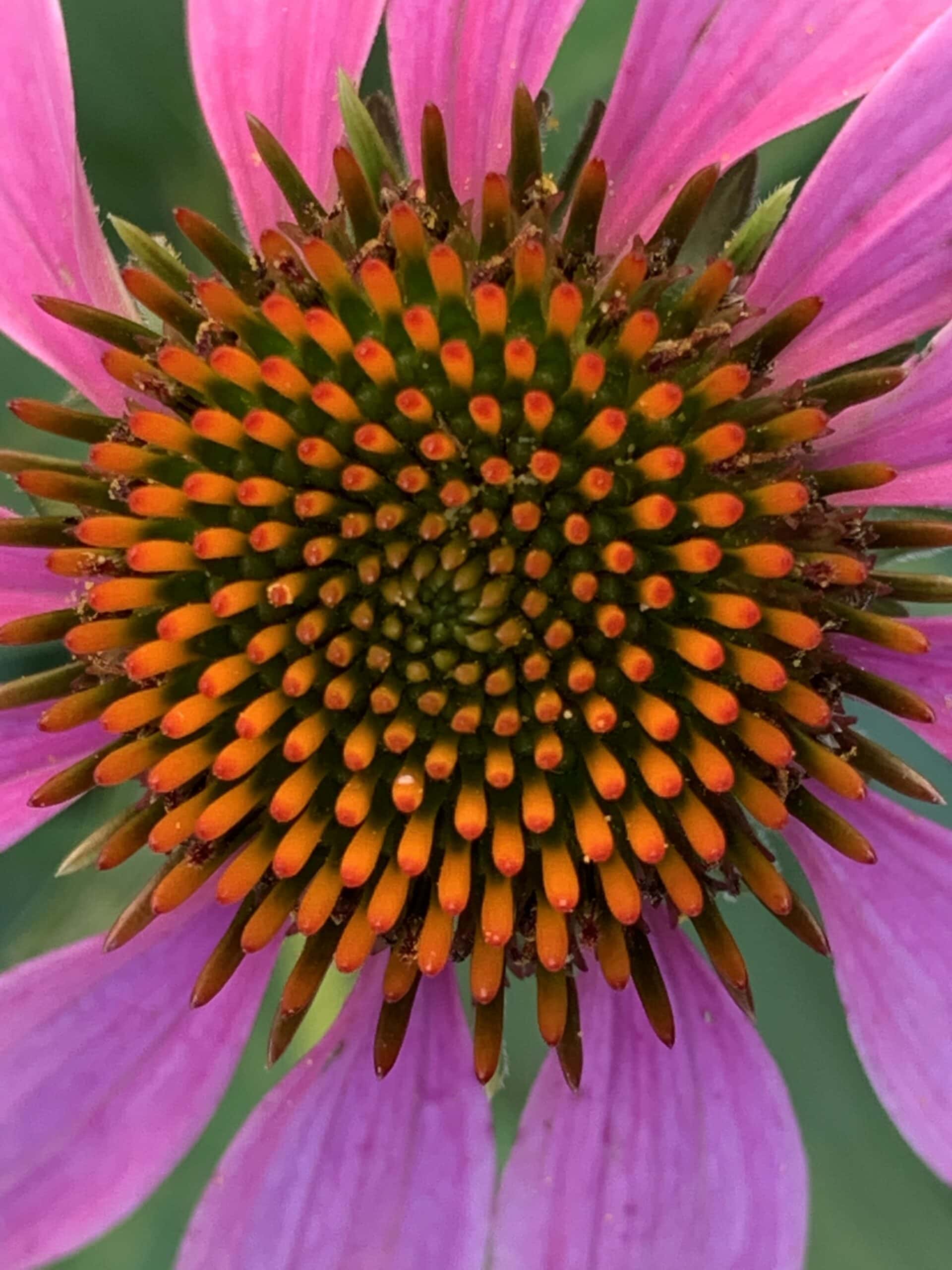 photo by Ted Snider echinacea helps treat anxiety