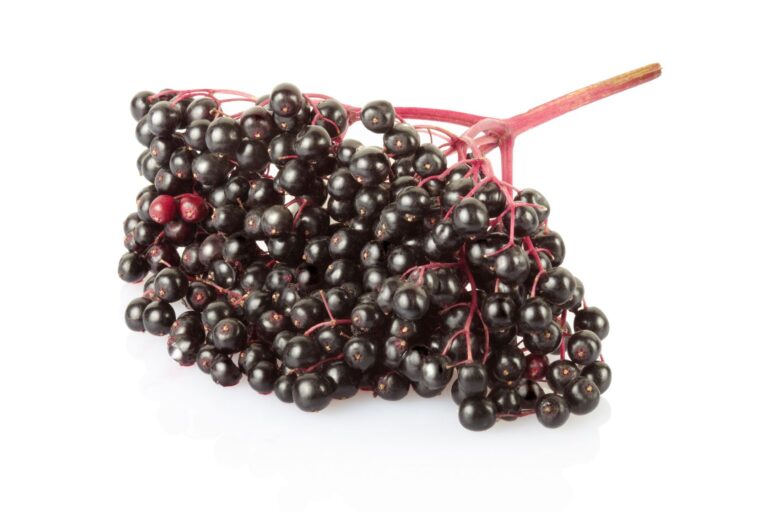 elderberry reduces symptom severity and duration of acute respiratory infections like cold and flu