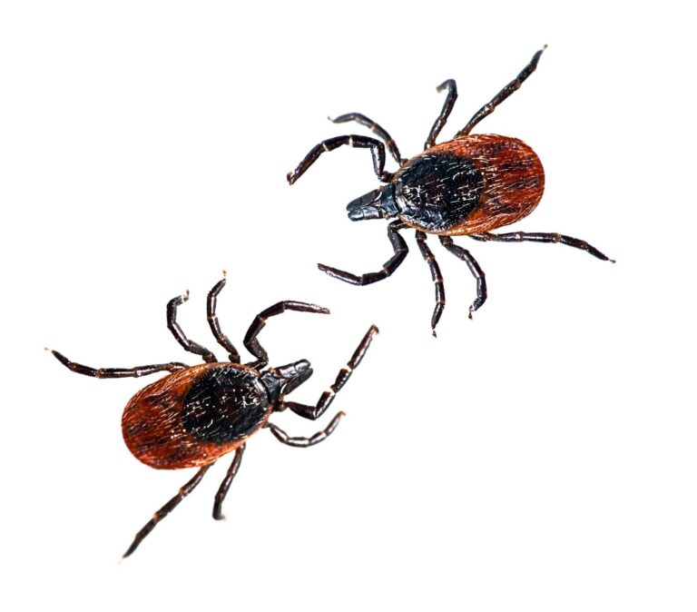 essential oils more effective than antibiotics for killing bacteria that causes Lyme disease