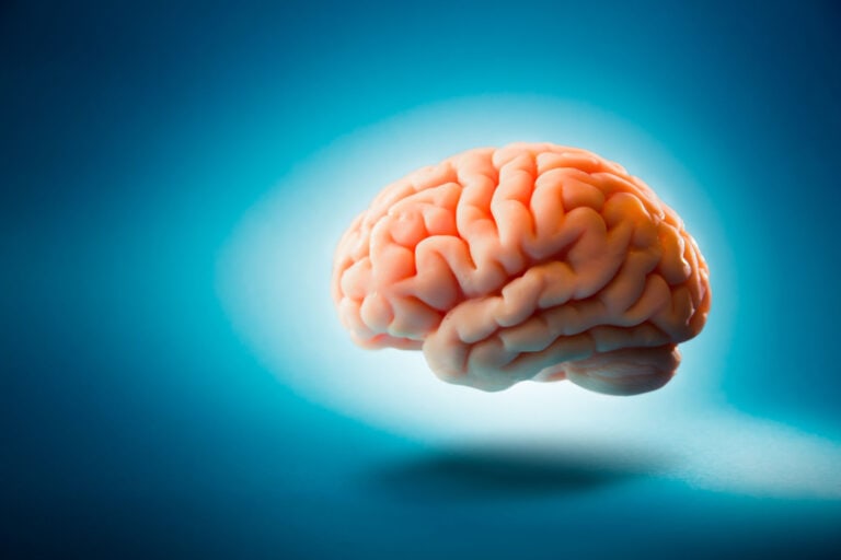 flavonoids slow cognitive decline and improve memory