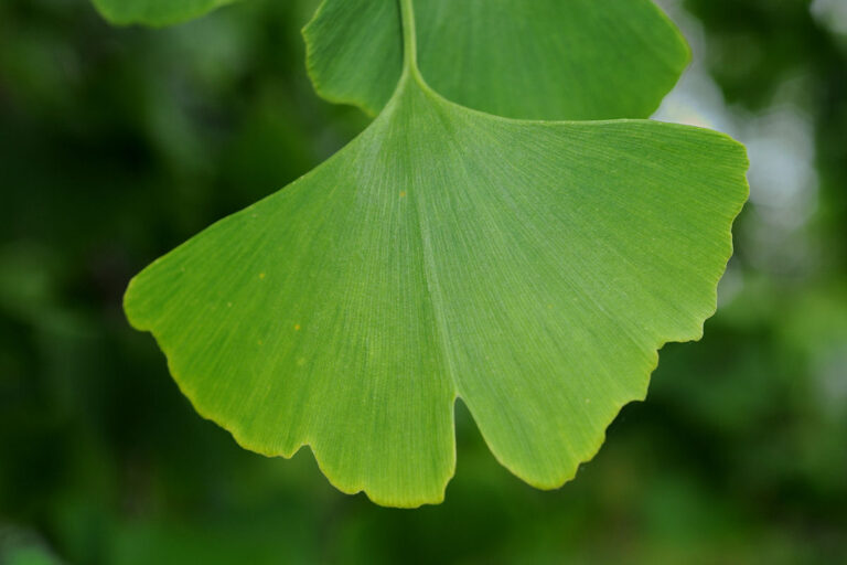 ginkgo-helps-angina