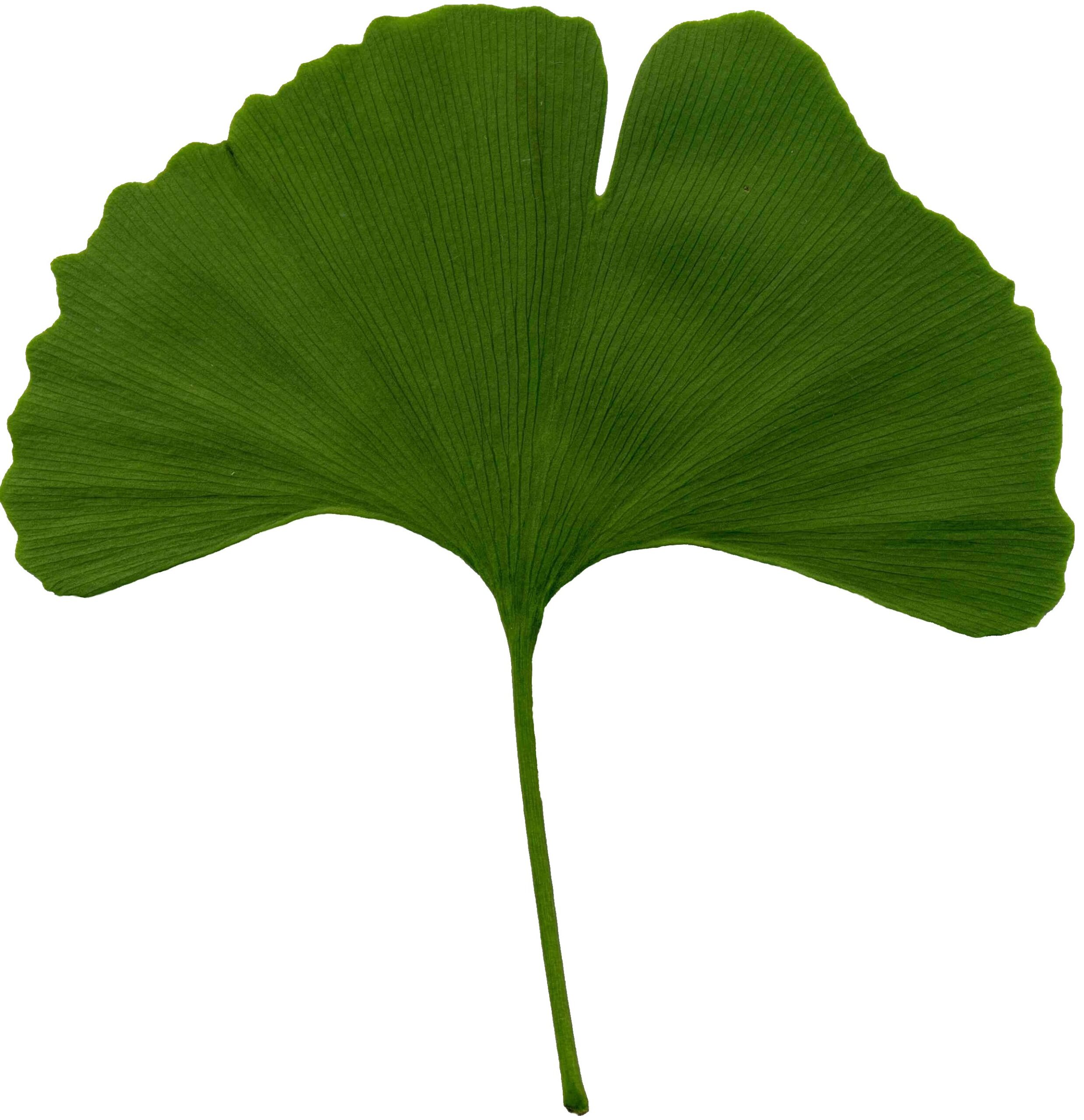 ginkgo helps schizophrenia