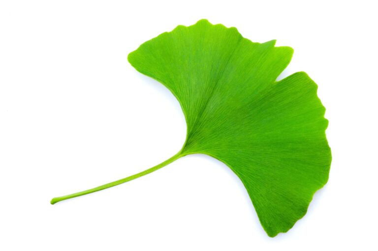ginkgo biloba improves cognition after a stroke