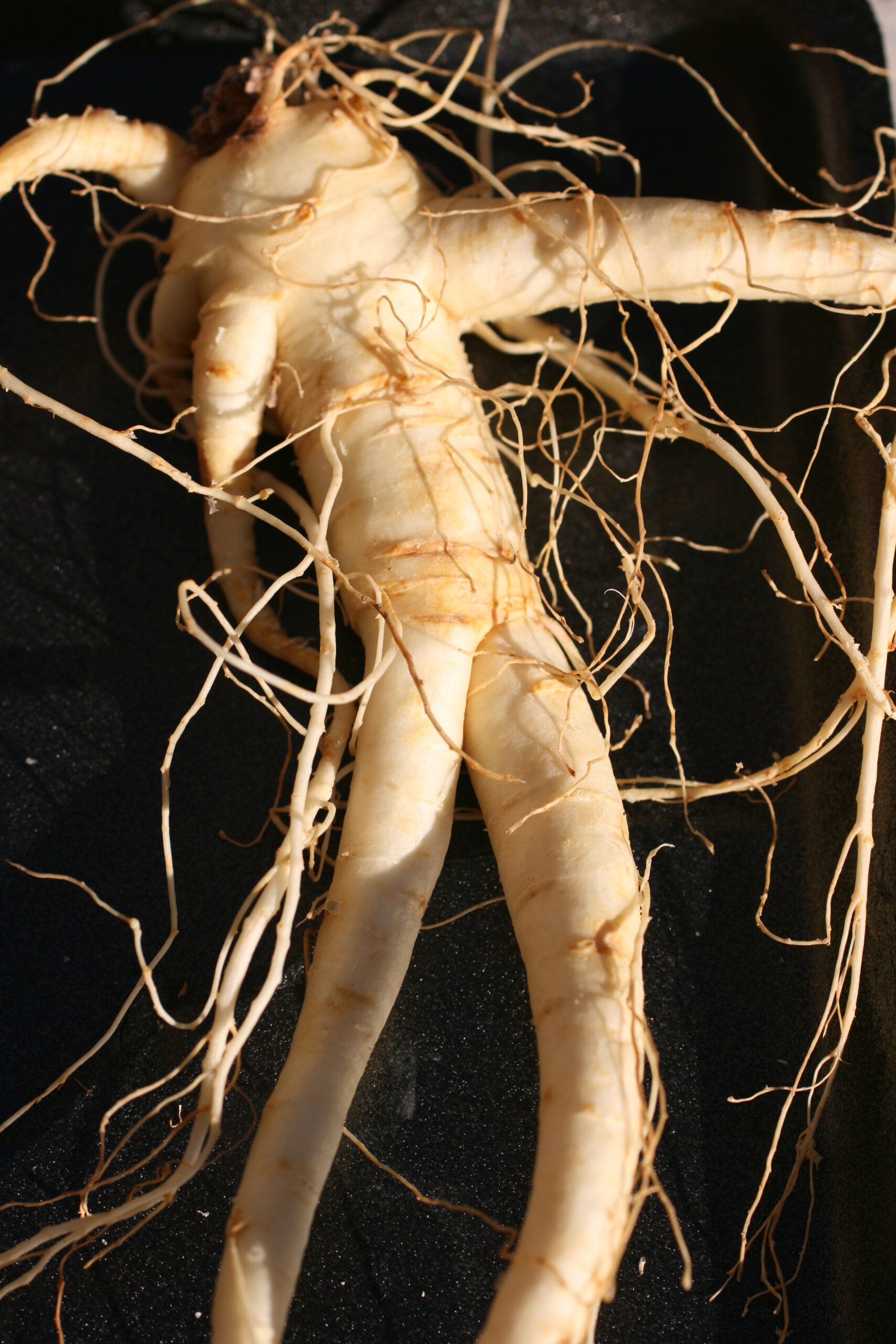 Want a Better Workout? Workout with Ginseng!