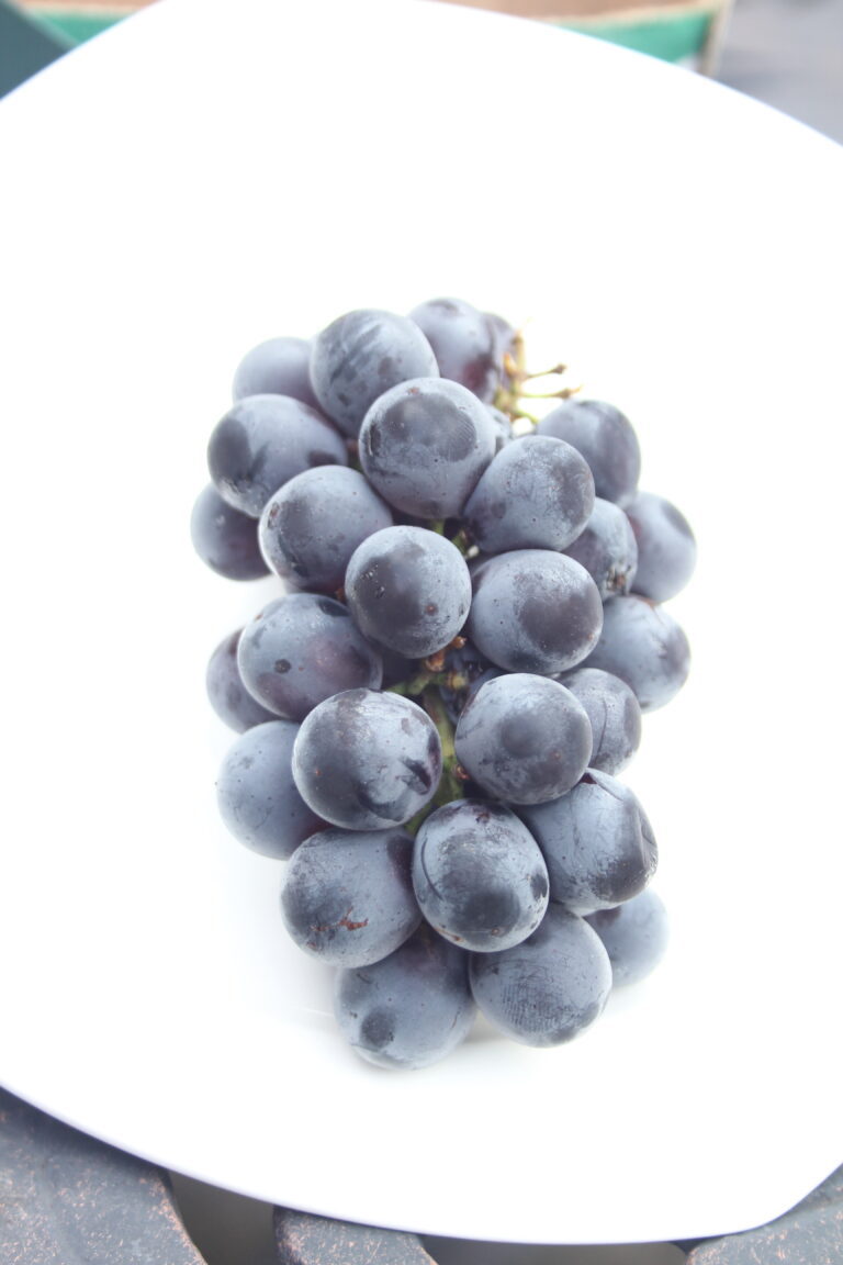 grape seed extract improves cholesterol and cardiovascular risk factors in obese and overweight people