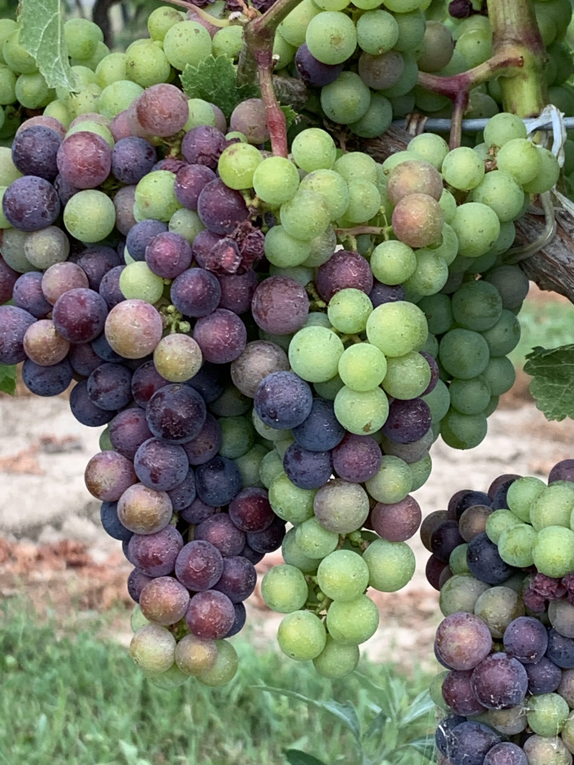 Grapes: It’s Time They Got the Respect They Deserve