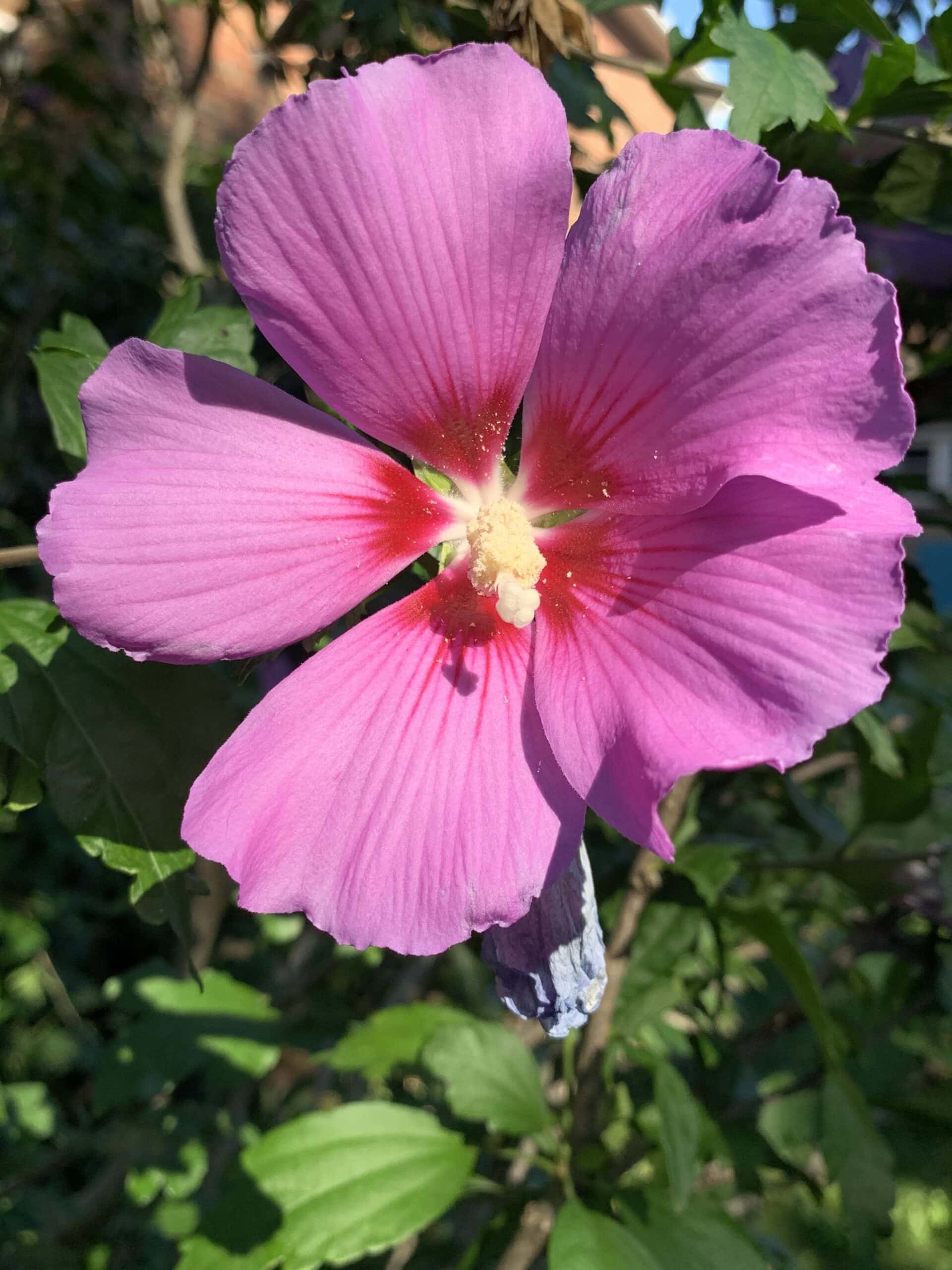 photo by Ted Snider hibiscus and olive leaf lower blood pressure as well as capoptril
