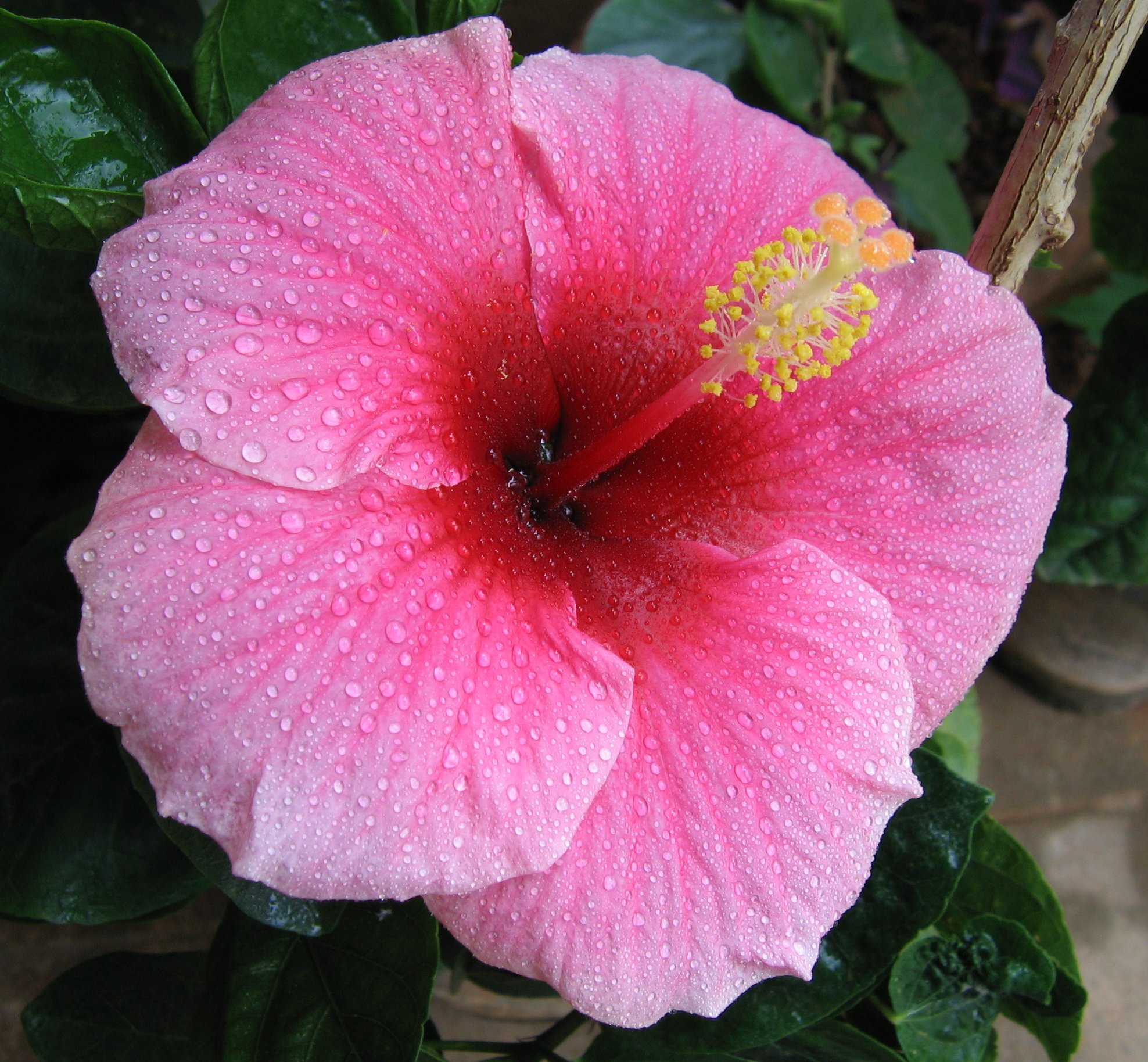 hibiscus tea beats drugs for high blood pressure