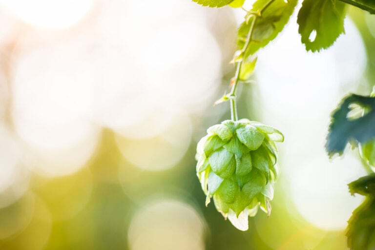hops helps menopause, depression, anxiety, stress safely without drug interactions