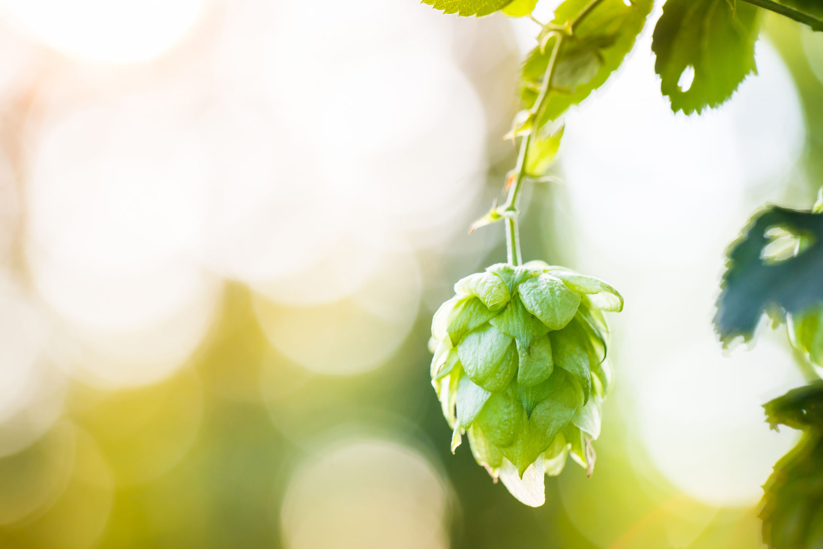 Want to Lose a Little Weight? Hop to it!
