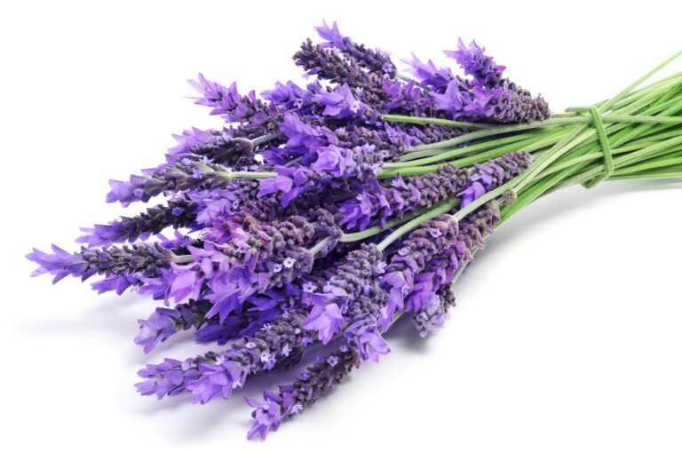 lavender tea improves depression and anxiety in seniors