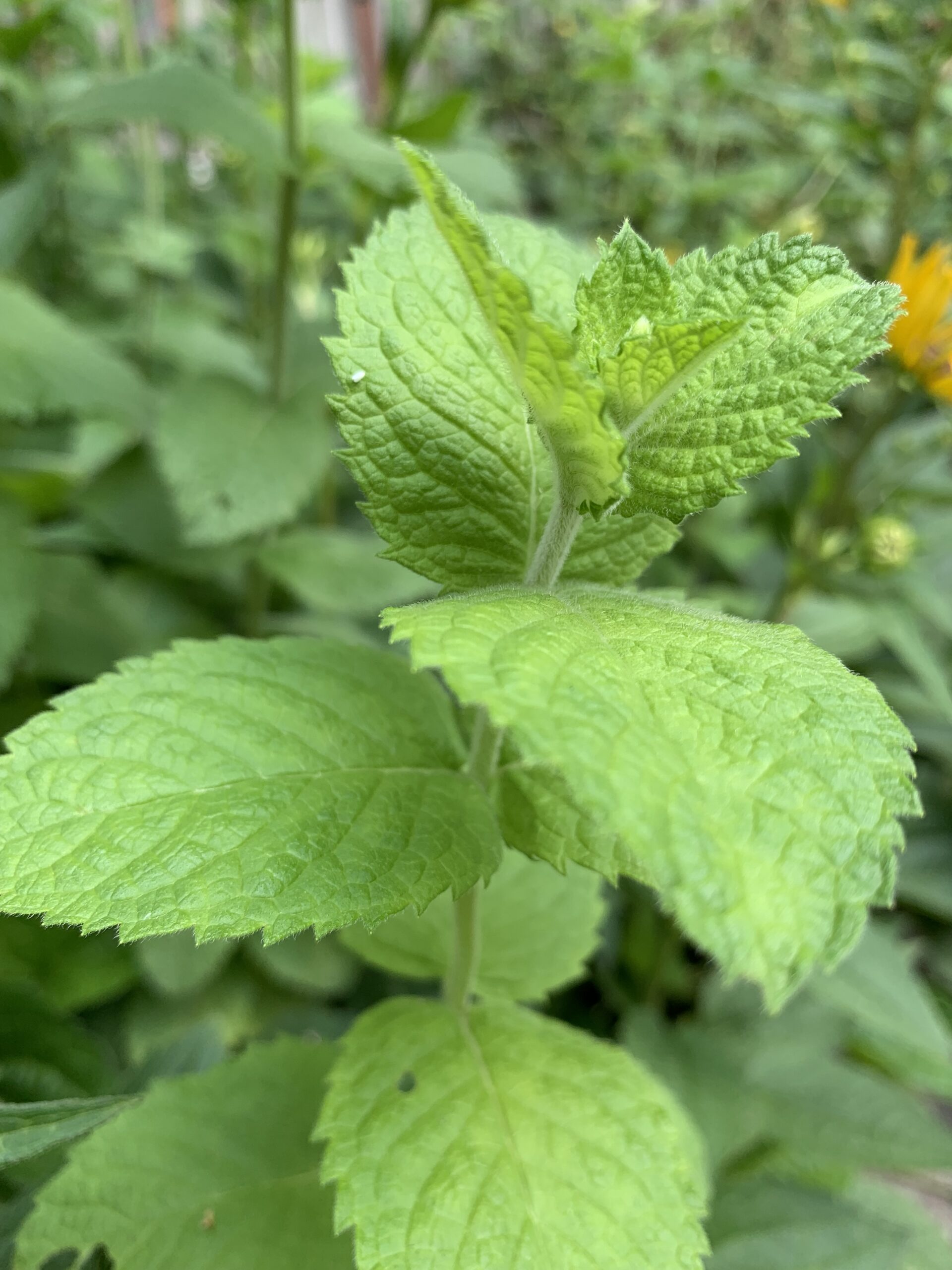 New Natural Help for Neuropathy Caused by Chemotherapy