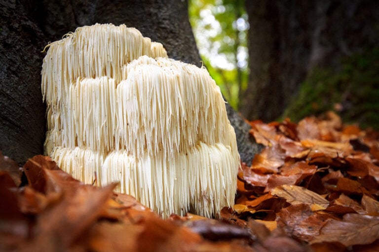 lion's mane benefits cognition and daily activity in people with early Alzheimer's
