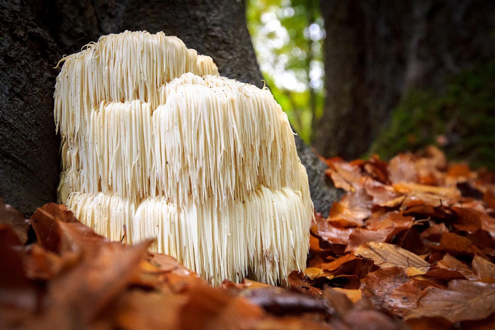 This Crazy Looking Mushroom Fights Alzheimer’s