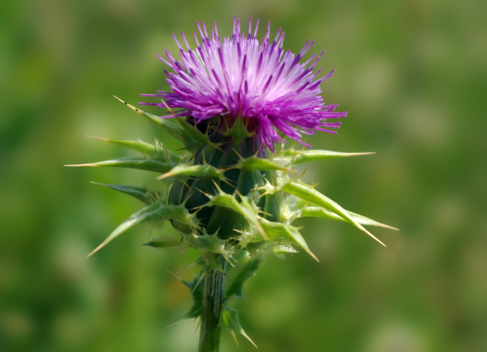 milk thistle improves vitiligo