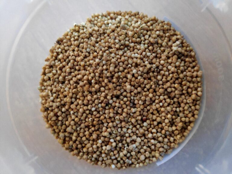 eating millet improves cholesterol