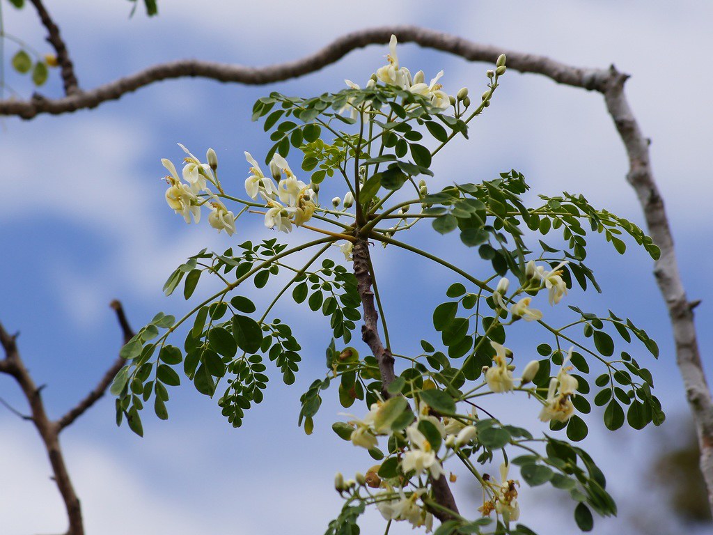 Moringa Helps People with HIV