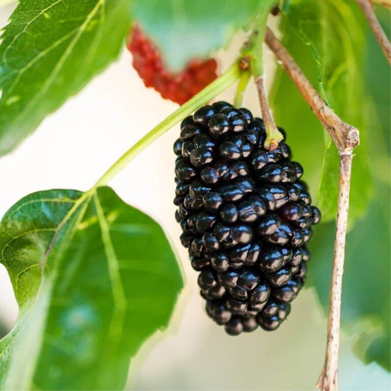 mulberry benefits menopause and diabetes