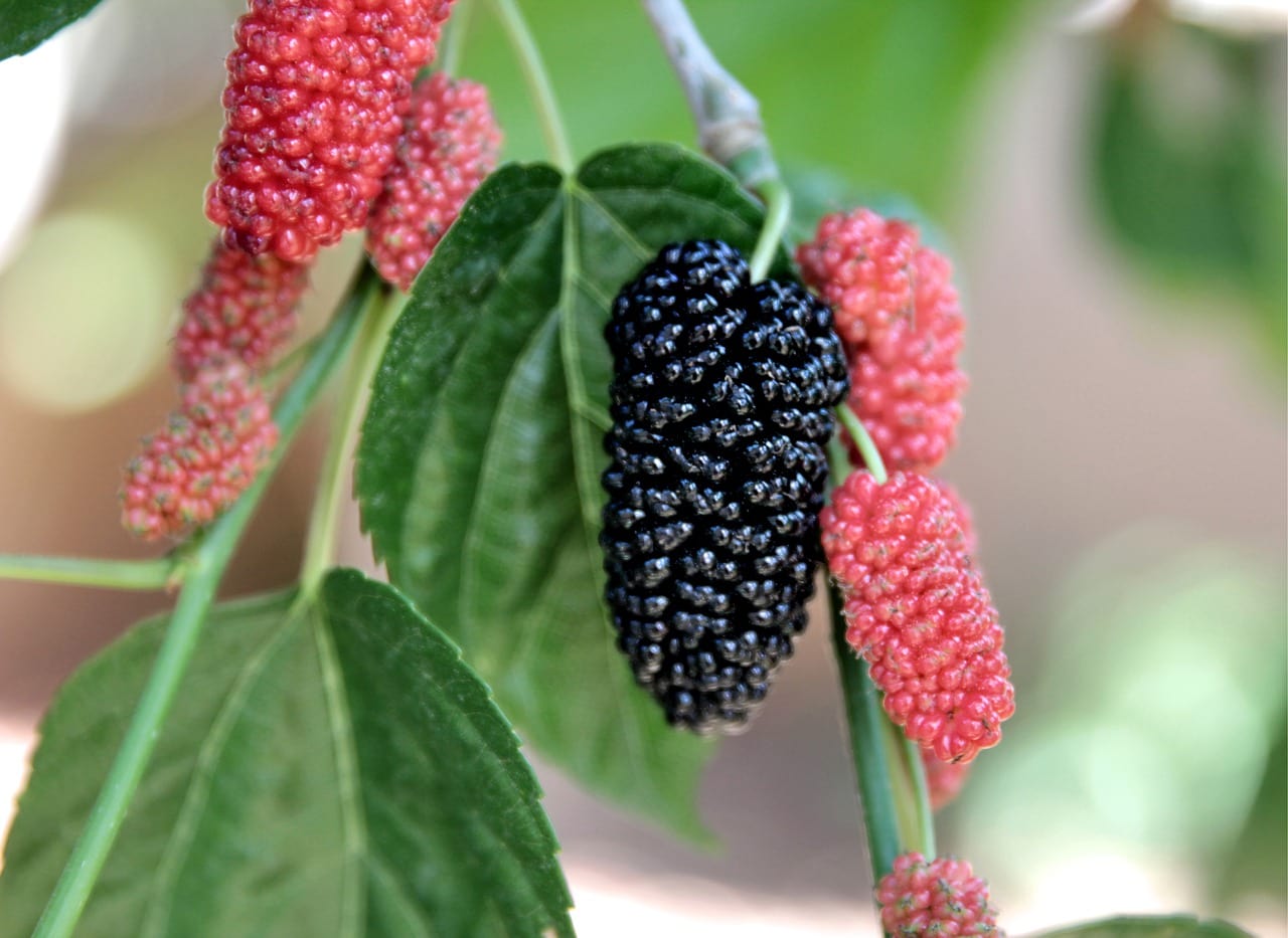 mulberry improves memory and attention