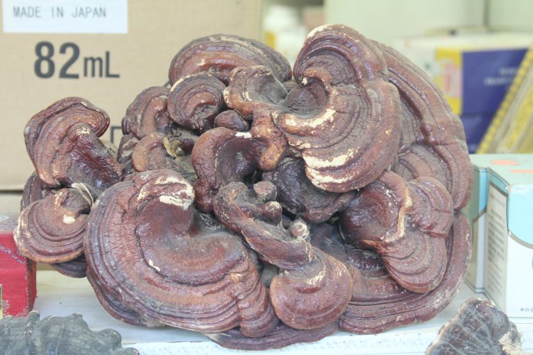 Stress, Anxiety & Depression: Mushrooms Might Be Your Mind’s Best Friend