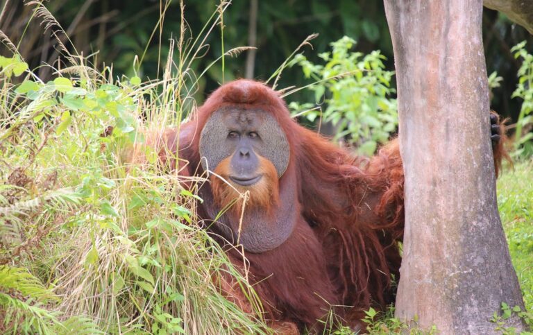 Orangutans Use Herbal Medicine Too!
