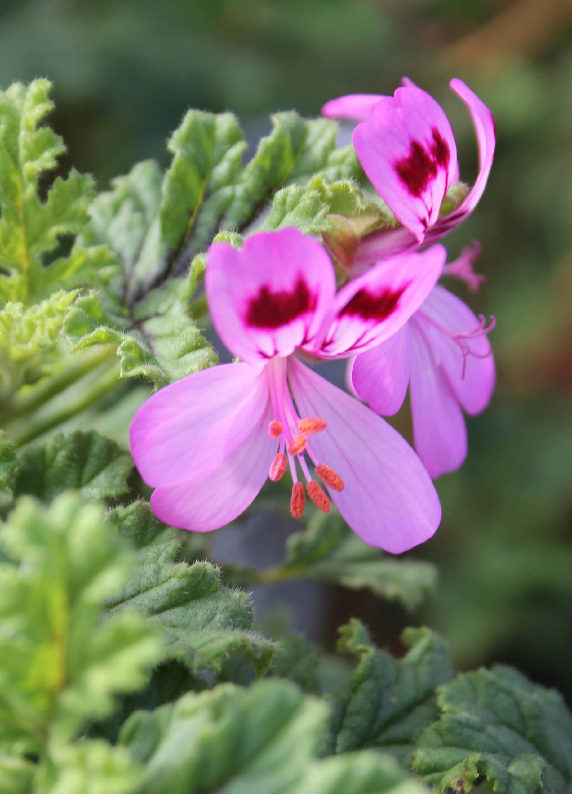 photo by Ted Snider pelargonium sidoides safe and effective for children with bronchitis and acute respiratory tract infections