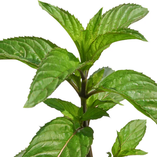 Whatever the Cause of Your Nausea, Peppermint Essential Oil Helps