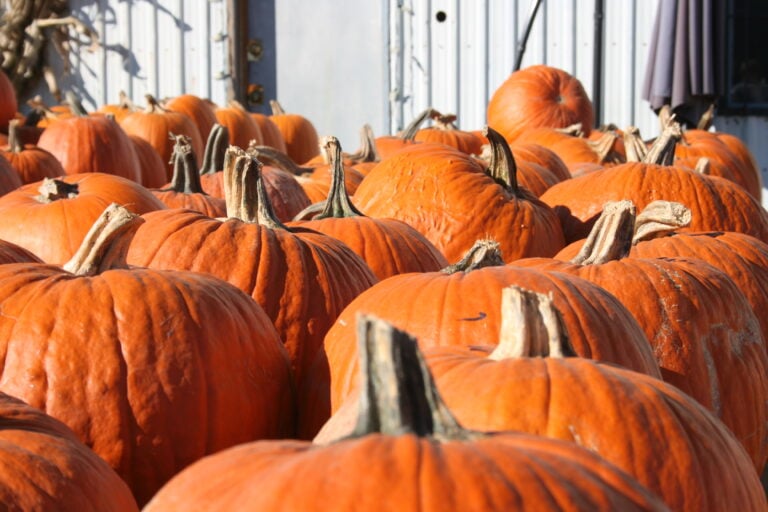 pumpkin seed oil helps menopausal women with hot flashes heart heath and depression