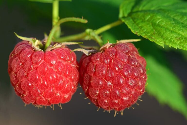 raspberries improve glucose and inflammation in diabetics