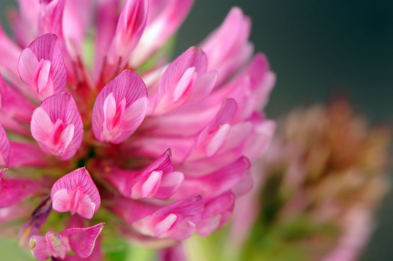 New Evidence for Red Clover as a Herb for Menopause