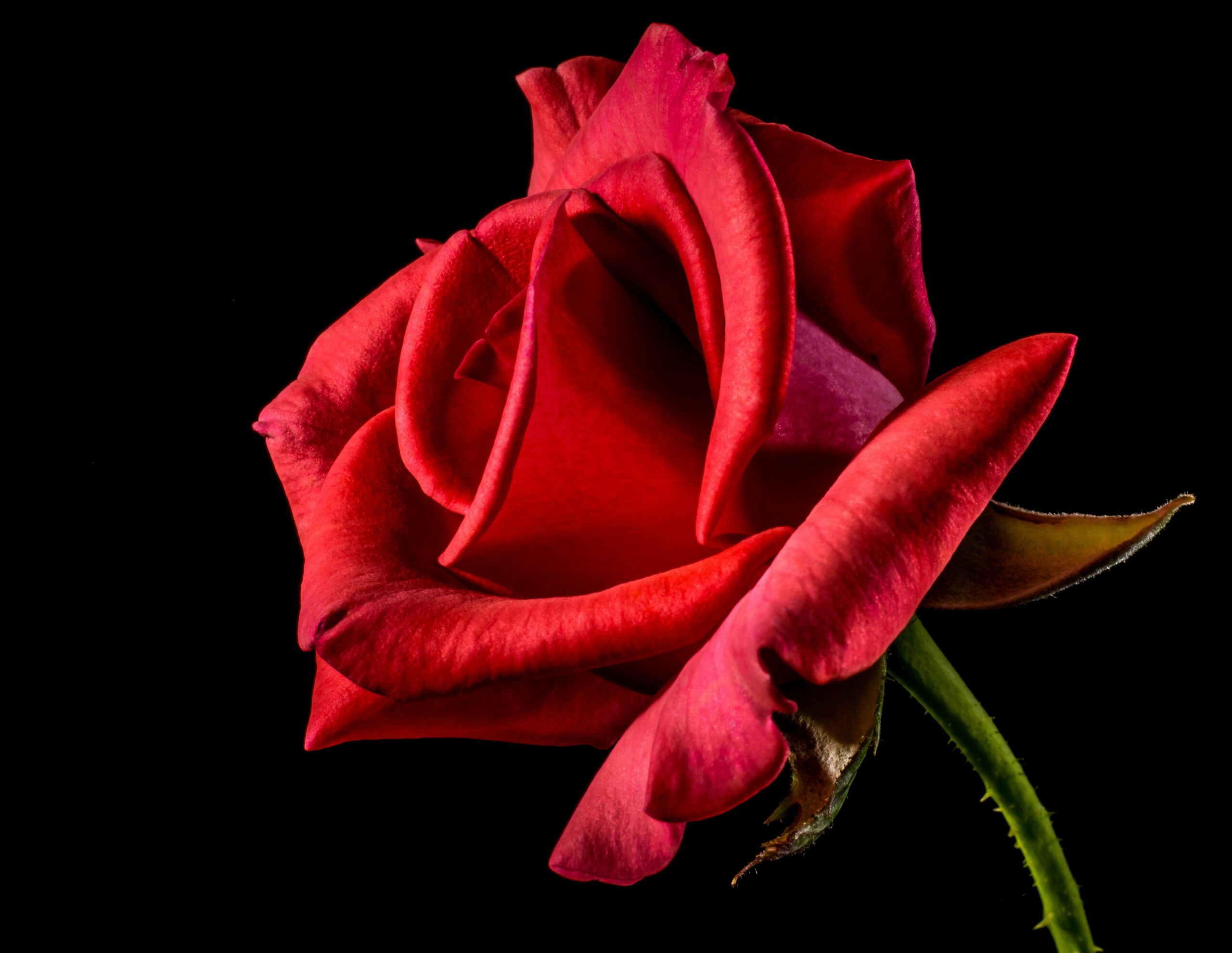 Roses are Essential for Preventing Nausea & Vomiting After Chemotherapy!