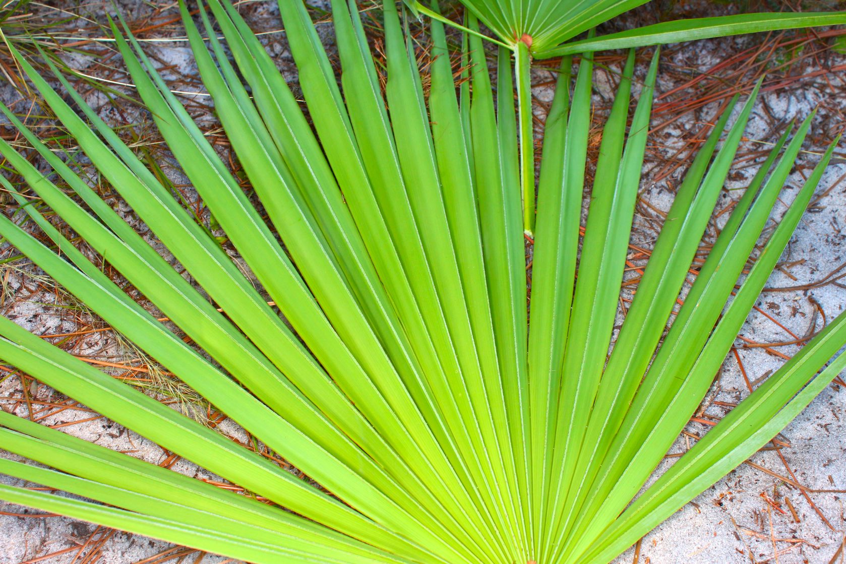 Saw Palmetto Improves Quality of Life for Men With Enlarged Prostate