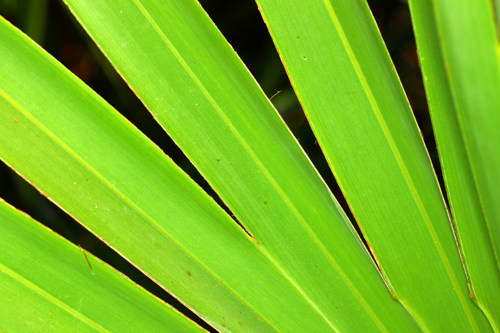 The Promise of Saw Palmetto for Hair Growth in Men & Women